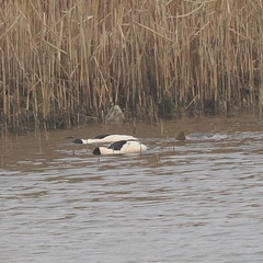 Mergus merganser