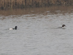 Mergus merganser