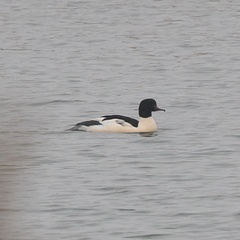 Mergus merganser
