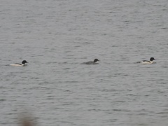Mergus merganser