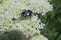 Mausoleopsis amabilis