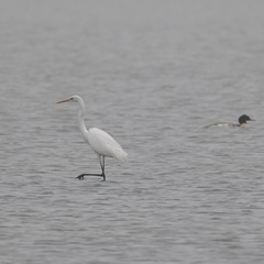 Ardea alba
