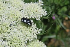 Mausoleopsis amabilis