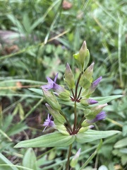 Gentianella amarella