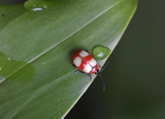 Oedionychina