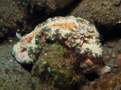 Glossodoris