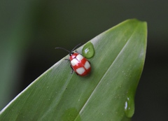 Oedionychina