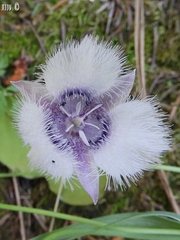 Calochortus coeruleus