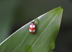 Oedionychina