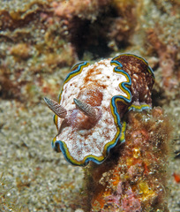 Glossodoris acosti