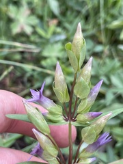 Gentianella amarella