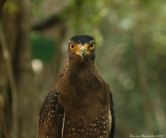 Spilornis cheela spilogaster