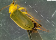 Cteniopus sulphureus