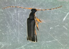 Grammoptera ruficornis