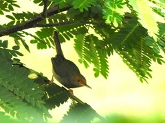Orthotomus ruficeps