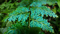 Selaginella willdenowii