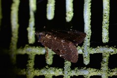 Austramathes purpurea