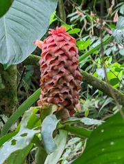 Costus lima