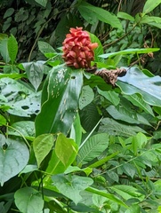 Costus lima