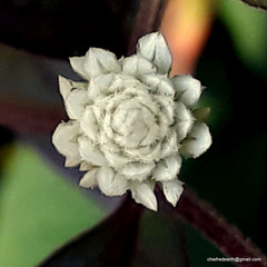 Gomphrena celosioides