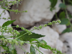 Mercurialis annua