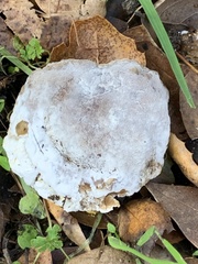 Hypomyces microspermus