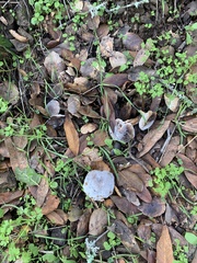 Hypomyces microspermus