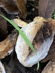 Hypomyces microspermus