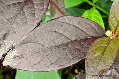 Gomphrena celosioides