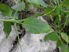 Mercurialis annua