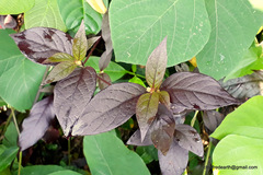 Gomphrena celosioides