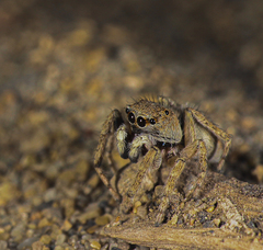 Attulus distinguendus