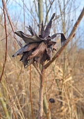 Rabdophaga rosaria