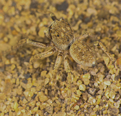 Attulus distinguendus