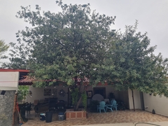 Quercus polymorpha