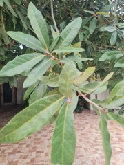 Quercus polymorpha