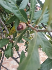 Quercus polymorpha