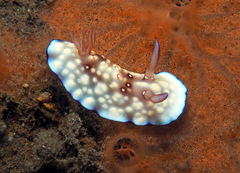 Goniobranchus hintuanensis