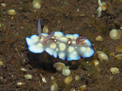 Goniobranchus hintuanensis
