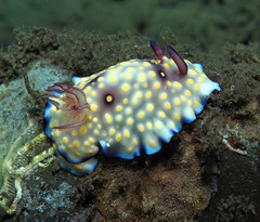 Goniobranchus hintuanensis
