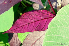 Gomphrena celosioides