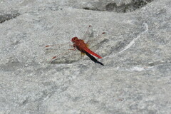 Crocothemis sanguinolenta