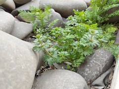 Lamium amplexicaule orientale