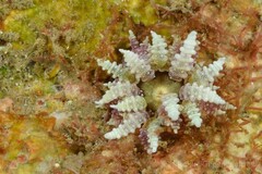 Heteractis aurora