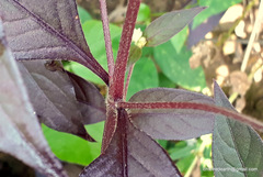Gomphrena celosioides