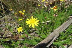 Ursinia dentata