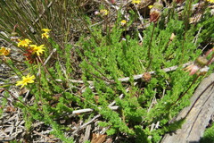 Ursinia dentata