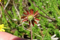 Ursinia dentata