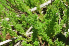 Ursinia dentata