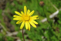 Ursinia dentata